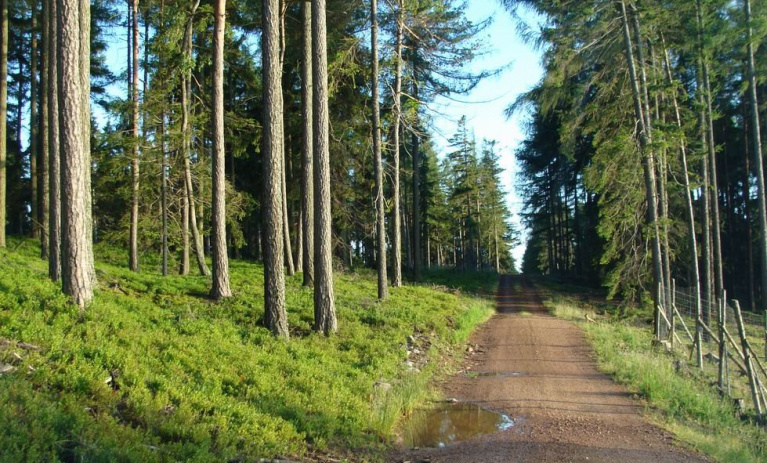 TOP 09: Šetřit na zalesňování jde proti zákonům přírody i lidskému rozumu