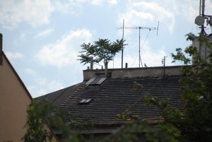 Strom na střeše