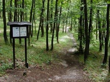 Velikáni, kteří pamatují historii. Deset nejstarších chráněných stromů v Praze