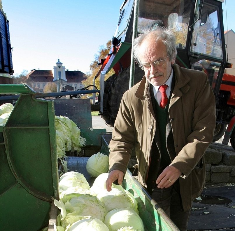 Už šlapou slavné křimické zelí. Stejně jako před 150 lety