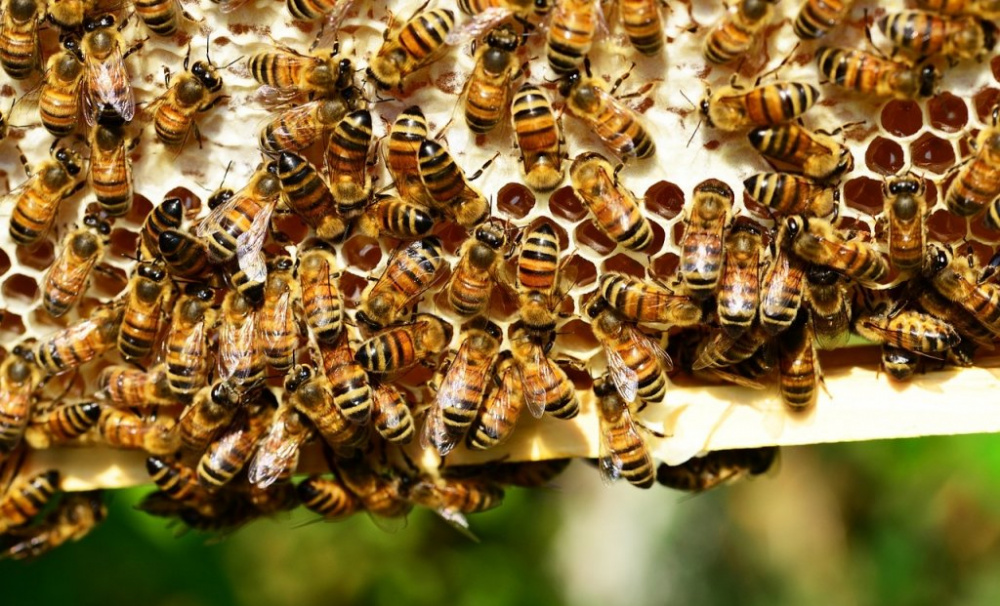 V Židenicích zřídí úly. Med dají dětem