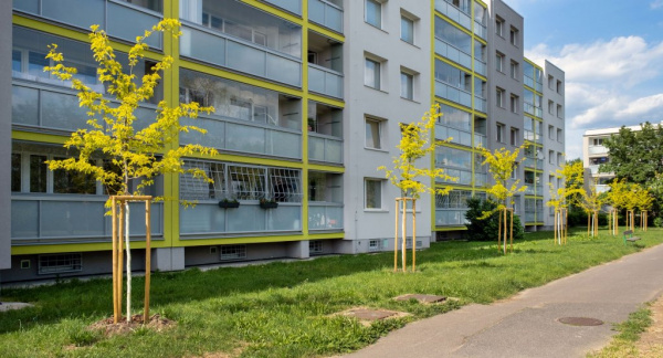 Na Čtrnáctce přibudou během podzimu nové stromy, sází se i cibuloviny