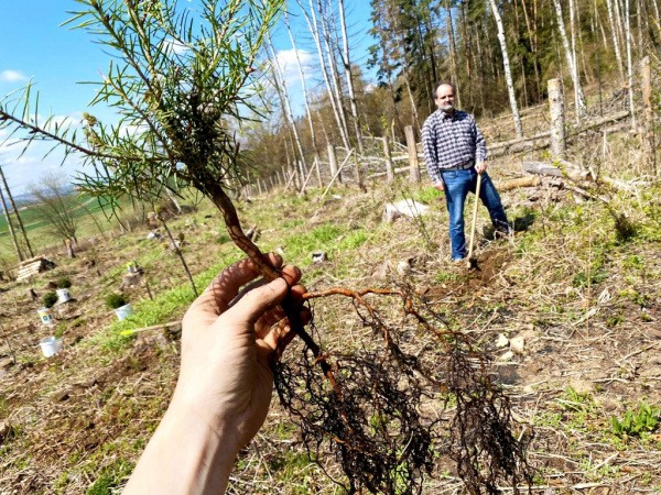 TOP 09 Třebíč sázela stromky