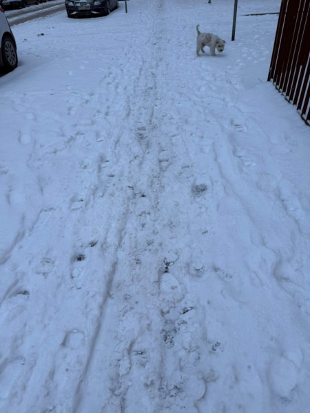 Dominika Kovaříková: Zimní údržba chodníků v&nbsp;Olomouci je zmatená a nedostačující